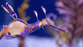 Seahorse, , Background , Animals HD wallpaper