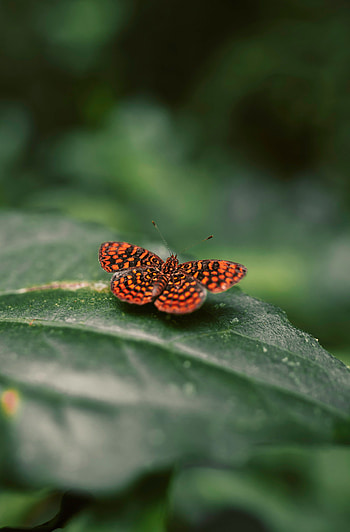 Macro, Spotted, Spotty, Close-Up, Insect, Butterfly, Wings HD phone wallpaper