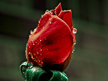 affinity_rose., rose, wet, flower, red, nature HD wallpaper
