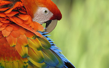 Animals, Parrots, Feather, Beak, Multicolored, Motley HD wallpaper