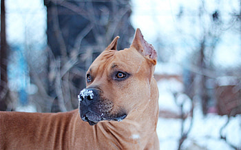 Animals, Snow, Dog, Muzzle, Sight, Opinion HD wallpaper