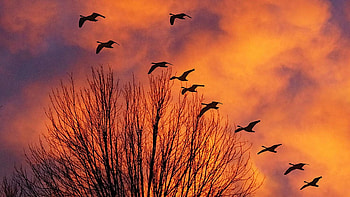 Winter Flight in Orange, sky, birds, tree, clouds, colors, sunset HD wallpaper