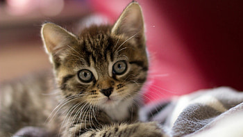 Kittens galore, Paw-some cuteness, Fluffy cuddles, Feline wonders HD wallpaper