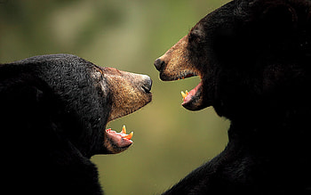 Animals, Bears, Aggression, Couple, Pair HD wallpaper