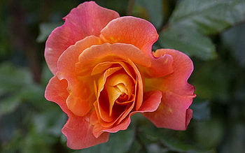 Autumn Rose, Latvia, rose, orange, macro HD wallpaper