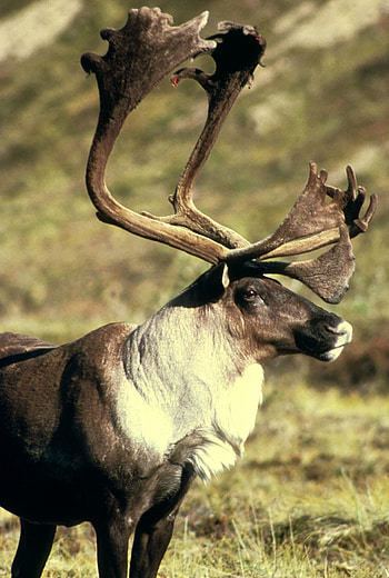 The boreal woodland, Caribou HD phone wallpaper