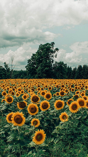 Yellow field, Sunflower beauty HD phone wallpaper