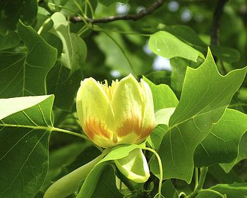 Tulip Tree Bloom, Tree Seeds, Garden Specimen Trees HD wallpaper