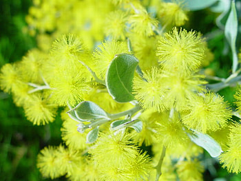 WATTLE FLOWERS, wattle, pretty, yellow, flower HD wallpaper