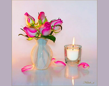Rose glow, pink, white, glow, candle, petals, vase, flame, sweetheart roses HD wallpaper