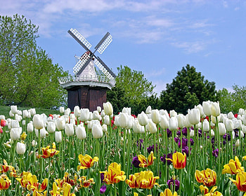 Nature, Flowers, Tulips, Field, Mill HD wallpaper