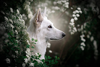 swiss shepherd HD wallpaper