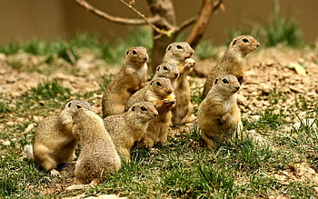 Prairie Dog , High quality HD wallpaper