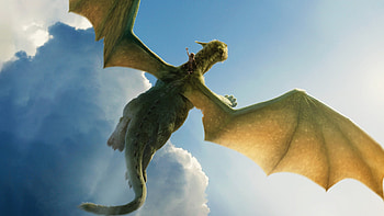 Petes Dragon, petes-dragon, animated-movies, 2016-movies HD wallpaper
