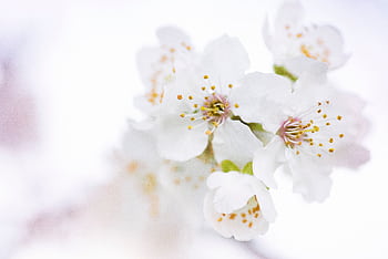 Close-up of white cherry blossoms in full bloom, showcasing delicate petals and stamens. HD wallpaper