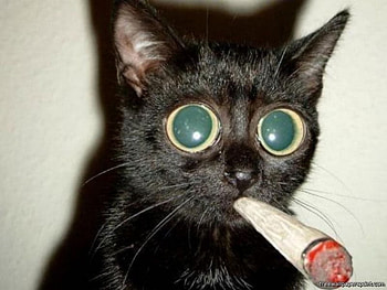 All I need is my coffee now, smoking, cat, funny, entertainment HD wallpaper