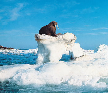 Up in my attic, sky, walrus, ocean, ice HD wallpaper