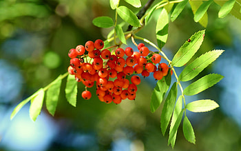 Rowanberries, leaves, rowan, tree HD wallpaper