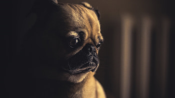 Pug Sad, animals, pug, dog HD wallpaper