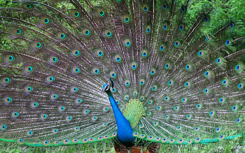Animals, Birds, Peacocks HD wallpaper
