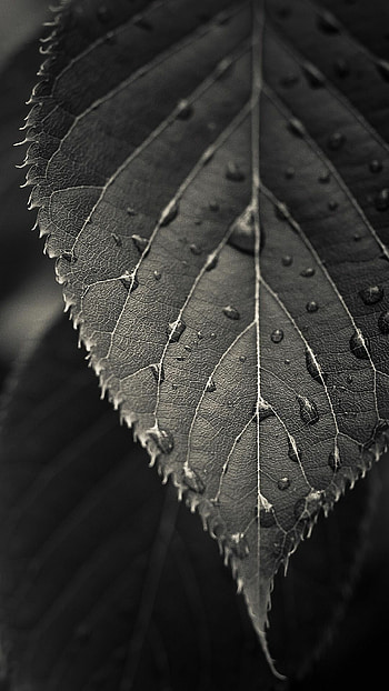 One leaf , Minimalist, Singular focus, Simple HD phone wallpaper