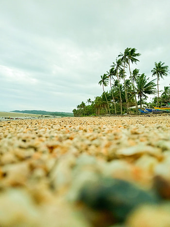 Nature, Pebble, Beach, Palms, Coast HD phone wallpaper