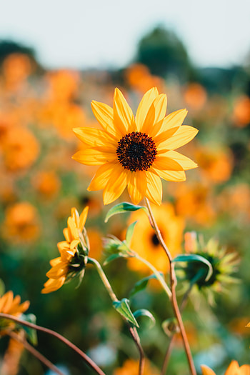Flowers, Petals, Sunflower HD phone wallpaper