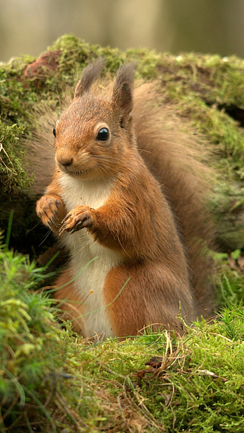 Animal squirrel mobile , Funny animals, Beautiful creature, Baby animals HD phone wallpaper