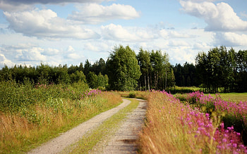 Nature, Flowers, Trees, Sky, Clouds, Road, Country, Roadside, Shoulder, Countryside HD wallpaper