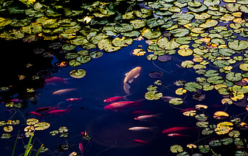 Fish In Pond, fish, pond, animals HD wallpaper