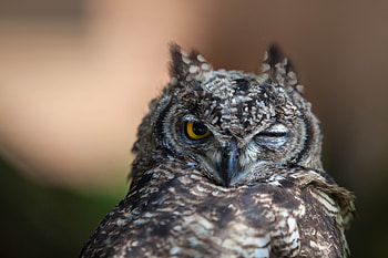 Animals, Owl, Bird, Eyes, Predator HD wallpaper