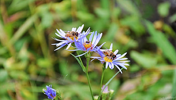 Bees on Flowers, bees, blue, graphy, original, nature, flowers HD wallpaper