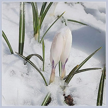 crocus, white, bud, snow HD wallpaper