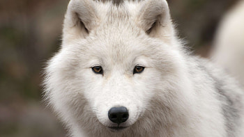 Arctic Wolf, Wolf , Arctic wilderness, Computer beauty HD wallpaper
