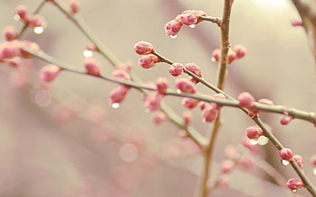Drops, Plant, Macro, Branch, Spring HD wallpaper