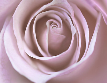 Pretty soft rose, rose, soft, nature, flowers HD wallpaper