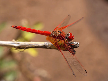 Plant, Macro, Insect, Flight, Color HD wallpaper