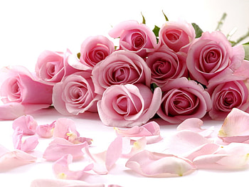 Birtay Roses for Susana (chu41), pink roses, birtay, still life, bouquet HD wallpaper