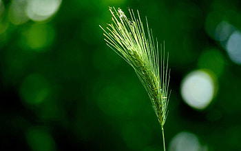 Grass, Macro, Shine, Light, Branch, Ear HD wallpaper