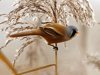 Beautiful Bird, cool, beautiful, bird HD wallpaper