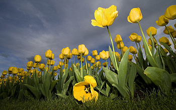 Plants, Flowers, Tulips HD wallpaper