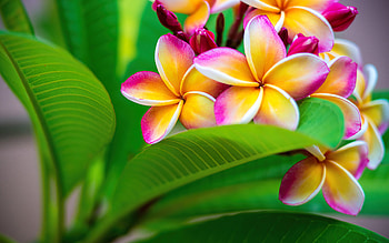 Plumeria flower, plumeria, colorful, leaves, flower, exotic, garden, scent, beautiful HD wallpaper