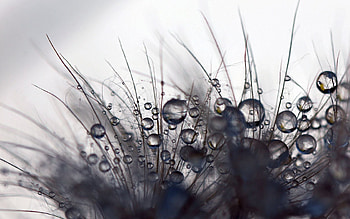 Drops, Plant, Macro, Dandelion, Fluff, Fuzz HD wallpaper