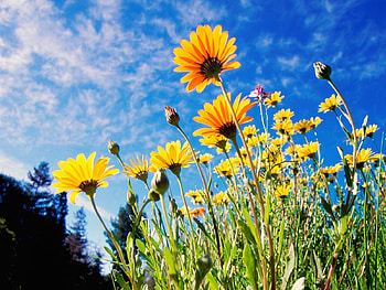 Flowers, Grass, Sky, Polyana, Glade, Sunny HD wallpaper