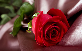 Plants, Flowers, Roses HD wallpaper