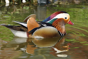 Colorful mandarin duck gliding on a calm pond reflecting vibrant plumage. HD wallpaper