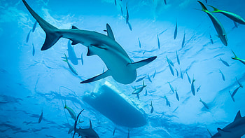 Sharks, Posted by Samantha Thompson HD wallpaper
