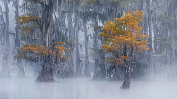 Cypress swamps, Florida, leaves, fall, trees, colors, misty, usa HD wallpaper
