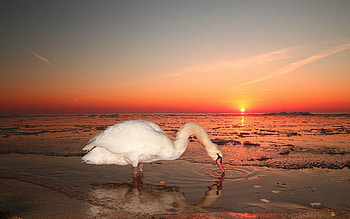 Animals, Water, Sunset, Sky, Bird, Swan HD wallpaper