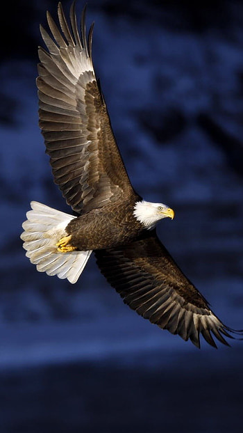 Eagle, Flying Eagle HD phone wallpaper